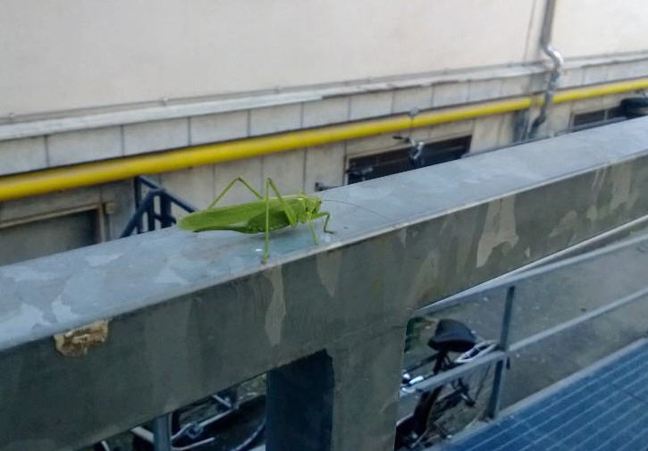 Tettigonia viridissima